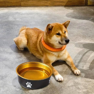 Gamelle chien antidérapante et durable bol cote chien avec eau 