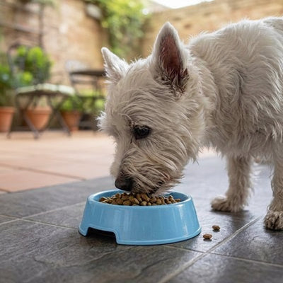 Gamelle Chien bleu mange dans une court