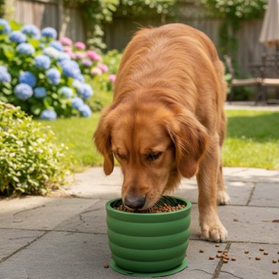 Gamelle chien design éclatante vert chien mange dans la court