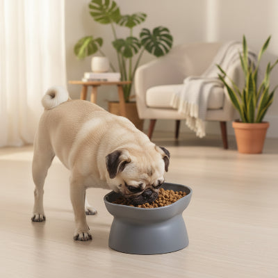 Gamelle chien surélevée confort 
postural gris petit chien