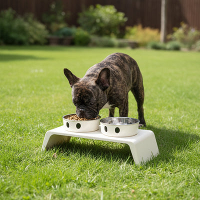 Gamelle chien surélevée réglable en hauteur bols argenté bouledogue sur le gazon 