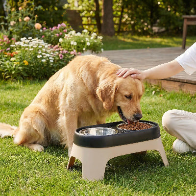 gamelle chien surélevée super résistante 
chien mange sur la cour maitre