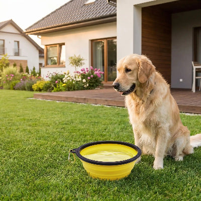 gamelle pour chien stable chien assis devant une maison boit de l eau