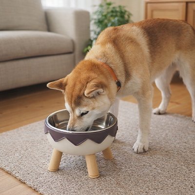 Gamelle surélevée chien sécuritaire et confort gris chien mange au salon