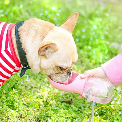 Gourde chien Fiable et Pratique chien sur pelouse maître donne eau