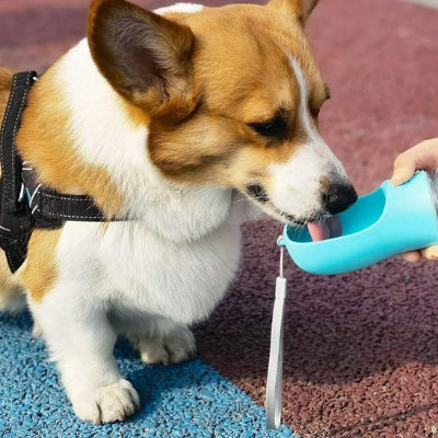 Gourde chien Fiable et Pratique dans la bouche chien
