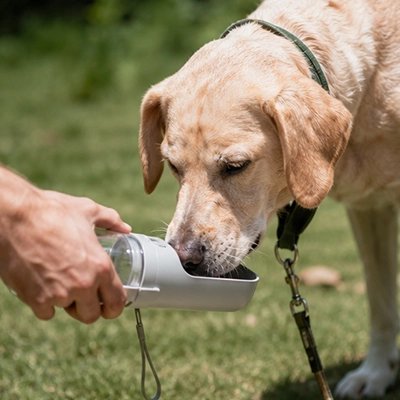 Gourde pour Chien gris chien sur la pelouse