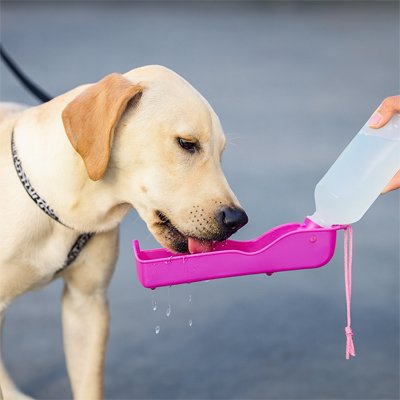 Gourde pour chien hydratation facile en balade chien boire eau