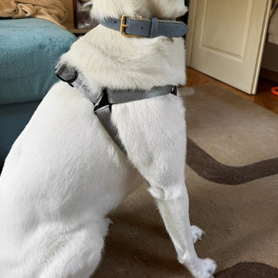 harnais anti traction pour chien assis dans la maison