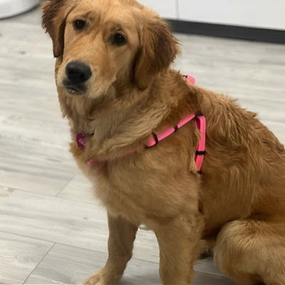 harnais anti traction pour chien rose assis