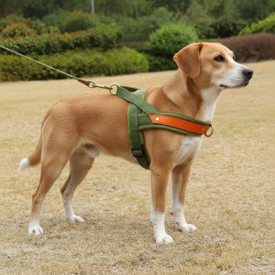 Harnais Chien anti traction vert sur du gazon bruler arbres
