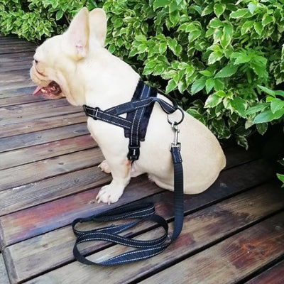 Harnais chien randonnée confort et securite pour balade chien assis