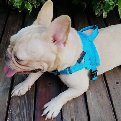 Harnais chien randonnée confort et securite pour balades bleu chien couche