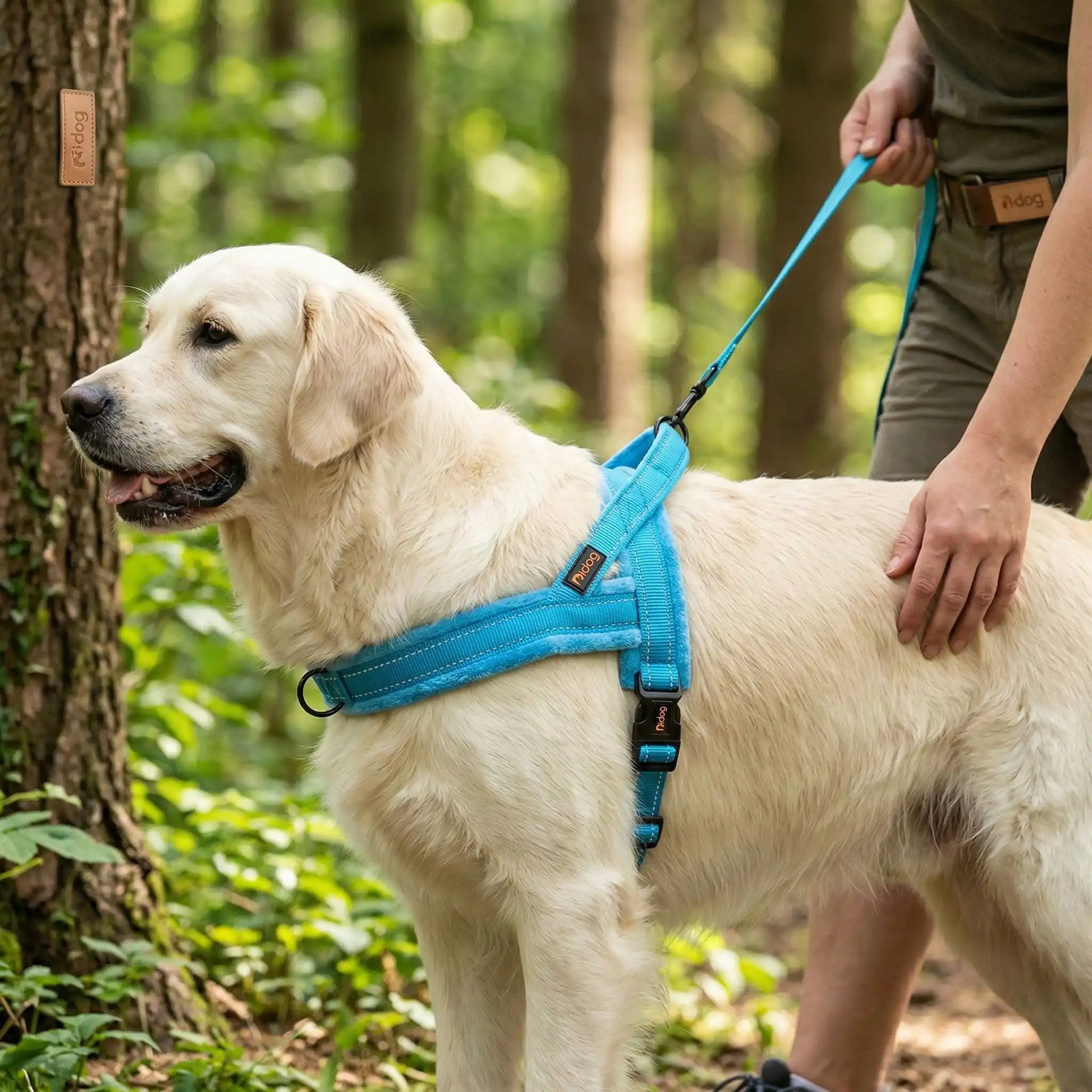 harnais chien randonnee confort et securite pour balades chien foret maitre
