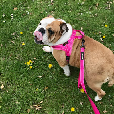 Harnais chien randonné econfort et securite pour balades rose petit chien 