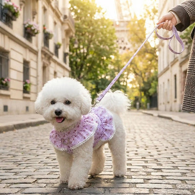 harnais chien randonnée force et confort violet maitre