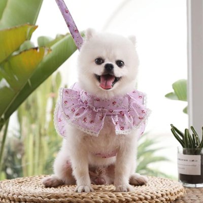 Harnais chien randonnée force et confort violet