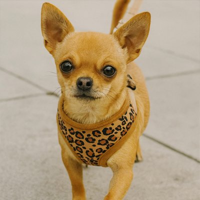 Harnais chien randonnée se promene avec assurance marron