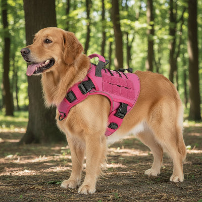 harnais chien rose rouge foret arbres soleil