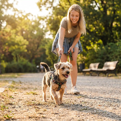 harnais chien sécurité et confort optimal petit chien avec son maitre