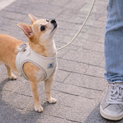 Harnais chiot beige devant son maitre 