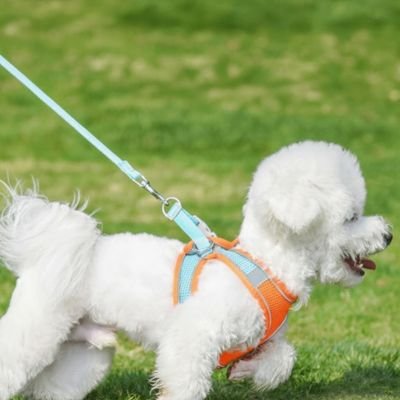 Harnais chiot bleu orange se balade avec confiance 