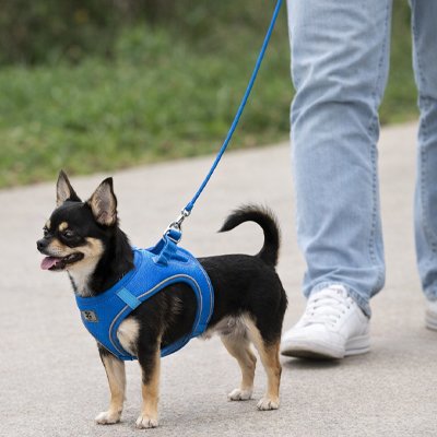 Harnais chiot bleu prends une marche avec son maitre