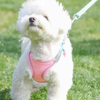 Harnais chiot bleu rose balade sur du gazon