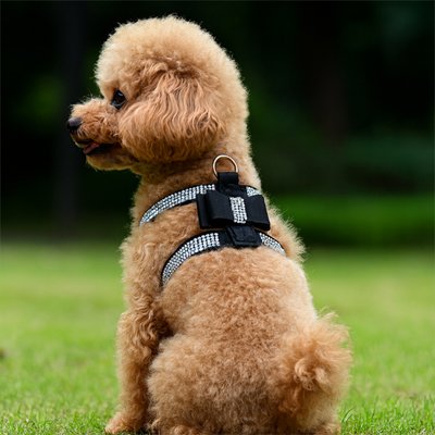 Harnais chiot noir assis sur une pelouse 