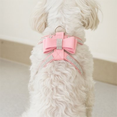 Harnais chiot rose assis dans une maison