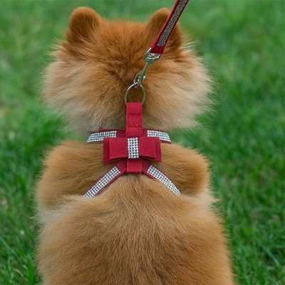 Harnais chiot rouge balade 