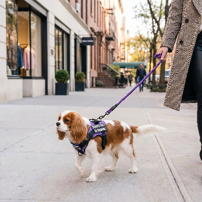 harnais confort chien moment sécurité et liberté balade avec son maître en ville

