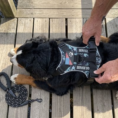 Harnais confort chien vert armée chien couche maitre attache son harnais 