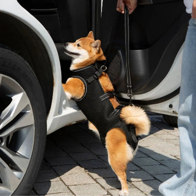 harnais de lavage chien noir monte voiture maitre