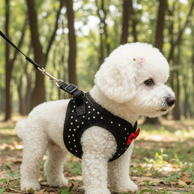 harnais petit chien en route pour la marche