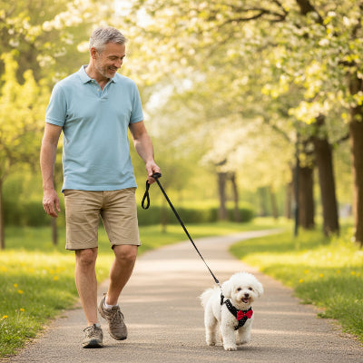 harnais petit chien noir marche avec son maitre dans parc