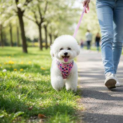 harnais petit chien rose prend une marche avec son maitre