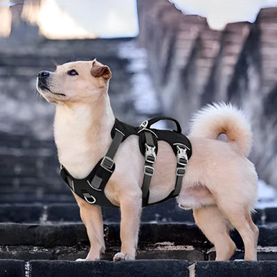harnais pour chien noir debout sur des escalliers
