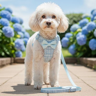 Harnais pour petit Chien bleu dans la cour fleur