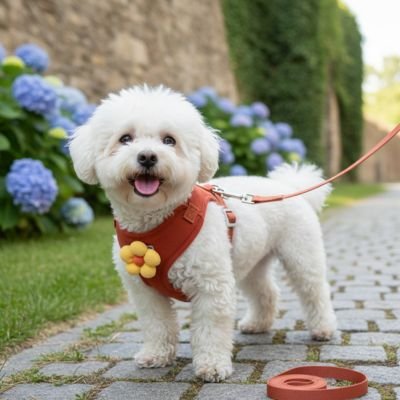 harnais pour petit chien rouge rentre fleurs mur