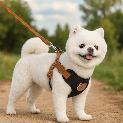 Harnais pour petit Chien sur une rentree terre battue