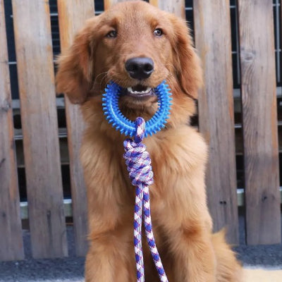Jouet chien bleu dans la bouche assis 