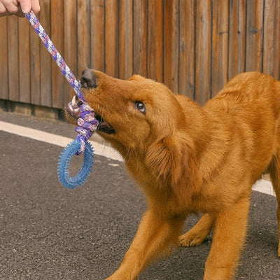 Jouet  chien bleu dans la bouche d’un chien, tiré par son maître