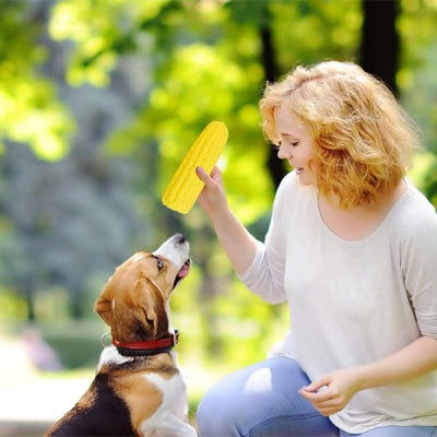 Jouet chien dans la main de son maître, chien devant la tête regarde le jouet
