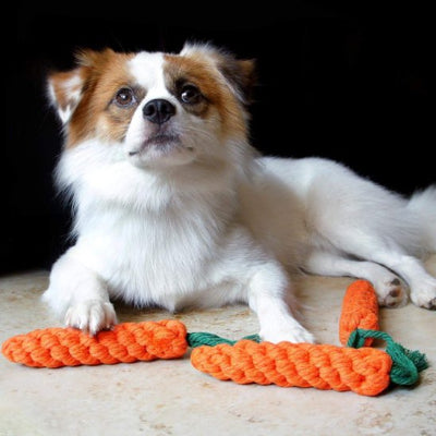 Jouet chien devant chien