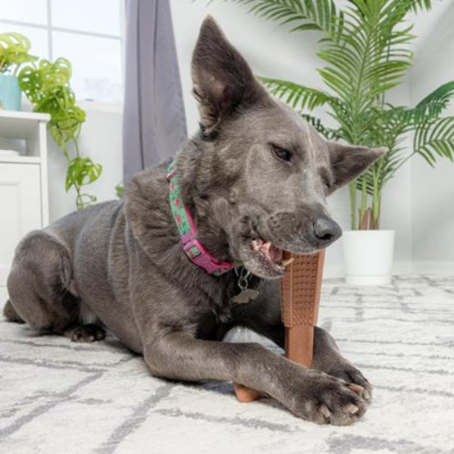 Jouet indestructible pour Chien dans une maison 