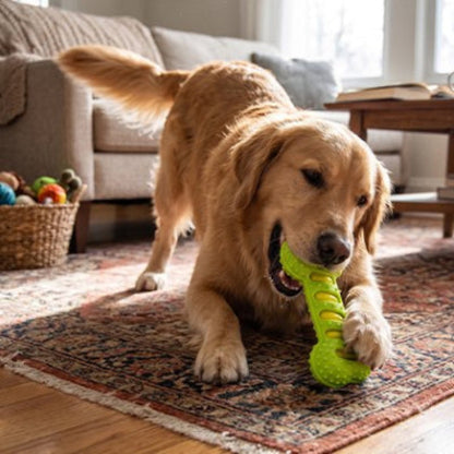Jouet indestructible pour Chien vert sur tapis salon