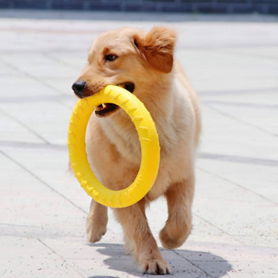 jouet pour chien bouche main maitre marche dehors