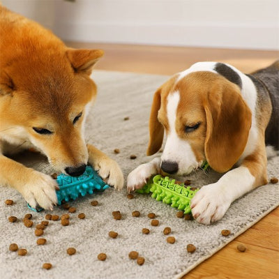 Jouet pour chien, deux chiens avec jouets bleu et vert sur tapis