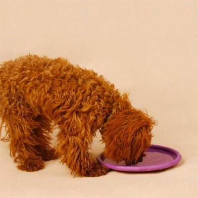 jouet pour chien joue bouche dans son jeux 